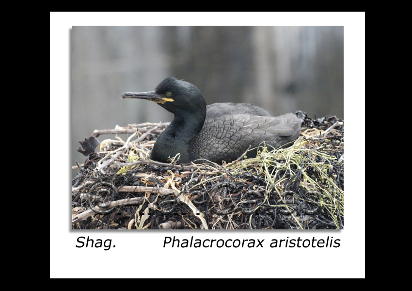 Shag on nest